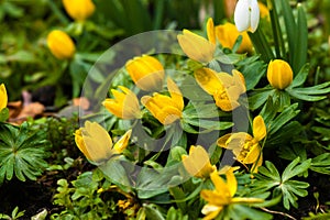 Eranthis flowers close-up in a garden