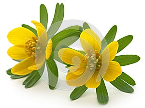 Eranthis hyemalis