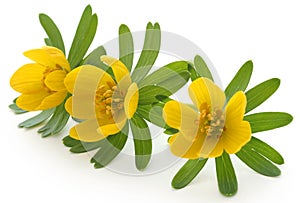 Eranthis hyemalis