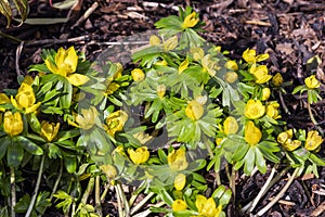 Eranthis hyemalis