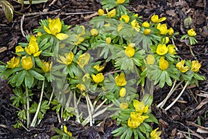 Eranthis hyemalis