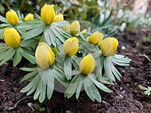 Eranthis Hyemalis