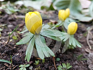 Eranthis Hyemalis