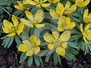 Eranthis Hyemalis