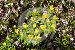 Eranthis hyemalis