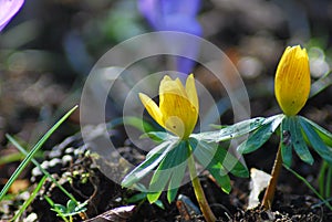 Eranthis hyemalis