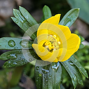 Eranthis hyemalis