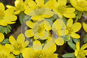 Eranthis hyemalis