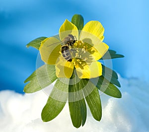 Eranthis hyemalis  bee