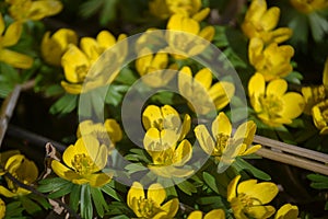 Eranthis hyemalis closeup yellow spring aconite flowers