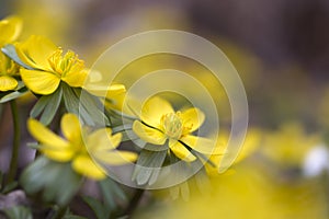 Eranthis hyemalis flowers in spring