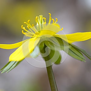 Eranthis hyemalis flowers in spring