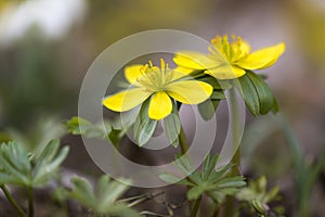 Eranthis hyemalis flowers in spring