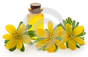 Eranthis hyemalis and medicinal extract