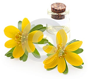 Eranthis hyemalis and medicinal extract