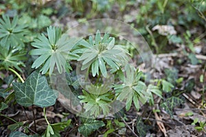 Eranthis hyemalis plant close up