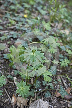 Eranthis hyemalis plant close up