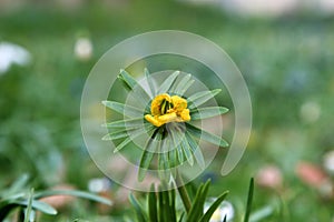 Eranthis hyemalis is a plant found in Europe