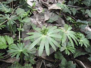 Eranthis hyemalis plants close up