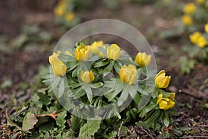 Eranthis hyemalis, Winter Aconite yellow early spring flower