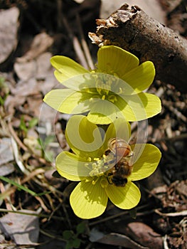 Eranthis hyemalis yellow flower with bee