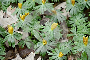 Eranthis hyemalis with yellow flowers