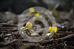 Eranthis hyemalis yellow flowers in spring