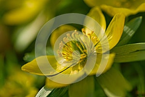 Eranthis hyemalis yellow spring plant