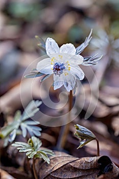 Eranthis pinnatifida grass that looks wet and glassy from the early spring morning dew.