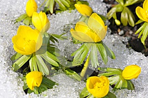 Eranthis in the snow