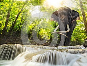 Erawan Waterfall with an elefhant