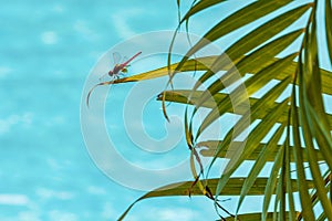 Erched on a leaf overlooking blue water