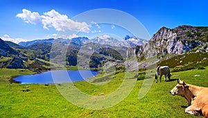 Ercina lake at Picos de Europa in Asturias Spain