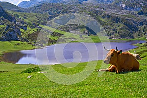 Ercina lake at Picos de Europa in Asturias Spain