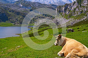 Ercina lake at Picos de Europa in Asturias Spain