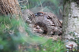 Erckel francolin