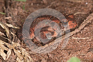 ErdkrÃÂ¶te (Bufo bufo