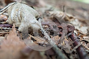 ErdkrÃÂ¶te (Bufo bufo