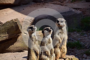 ErdmÃ¤nnchen in einen Park