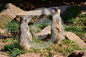 ErdmÃ¤nnchen in einen Park