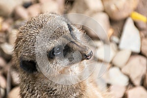 ErdmÃ¤nnchen in einen Park