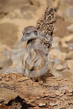 erdmaennchen meerkat  staying on a rock