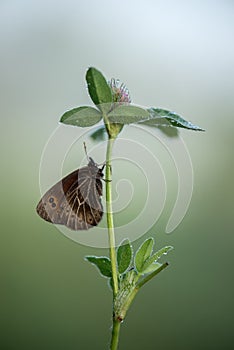 Erebia aethiops butterfly on a  wild flower early