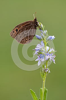 Erebia aethiops butterfly on a wild flower early i waiting for the first rays of the sun