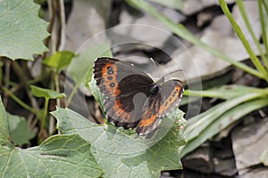 Erebia euryale, the large ringlet, is a species of butterfly belonging to the family Nymphalidae