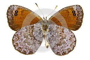 Erebia tyndarus (Swiss Brassy Ringlet)