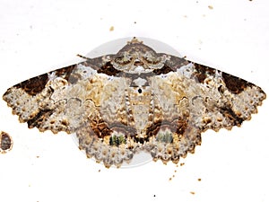 Erebid moth (family Erebidae) indeterminate species