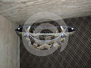The owl moth - Erebus ephesperis photo