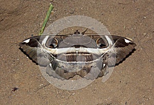 Erebus ephesperis moth with two eyes photo
