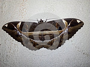 Erebus ephesperis The Owl Moth butterfly on a wall